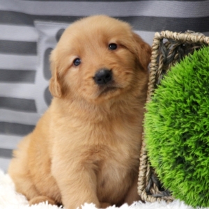 Pedro A Golden Male Golden Retriever Puppy 635788 Puppyspot