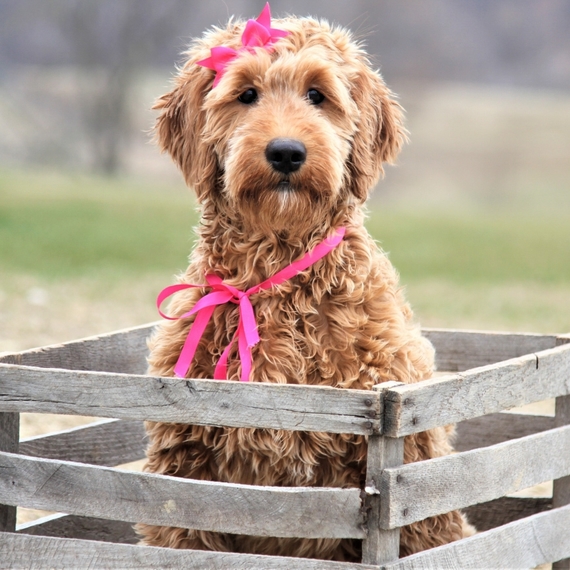 ozzy doodle dog