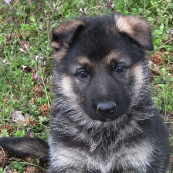 Cedar Deutsch Cedar Deutsch