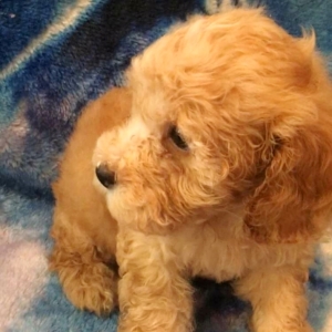 cockapoos for sale in north yorkshire