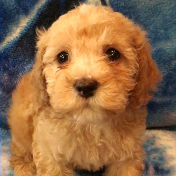 copper cockapoo