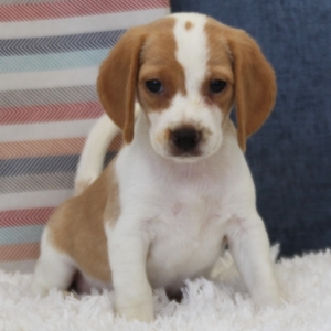 Georgia Beagle Puppy 636648 Puppyspot