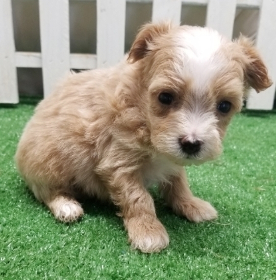 teddy bear face maltipoo