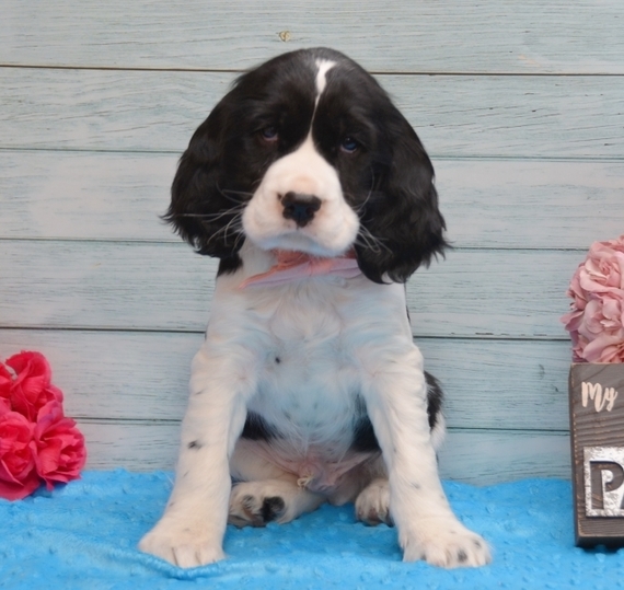 show springer spaniel puppies for sale