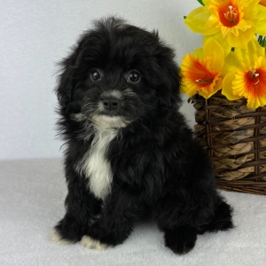 black pomapoo puppies