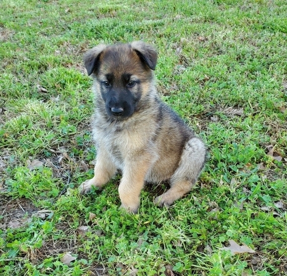 ava puppy large breed