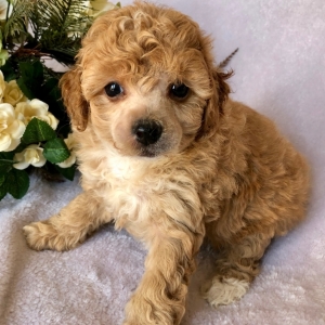 ginger toy poodle