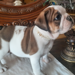 best looking bulldog