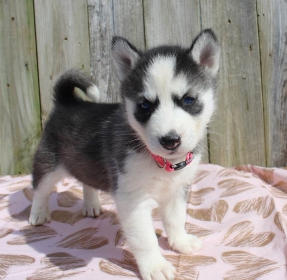 puppyspot husky