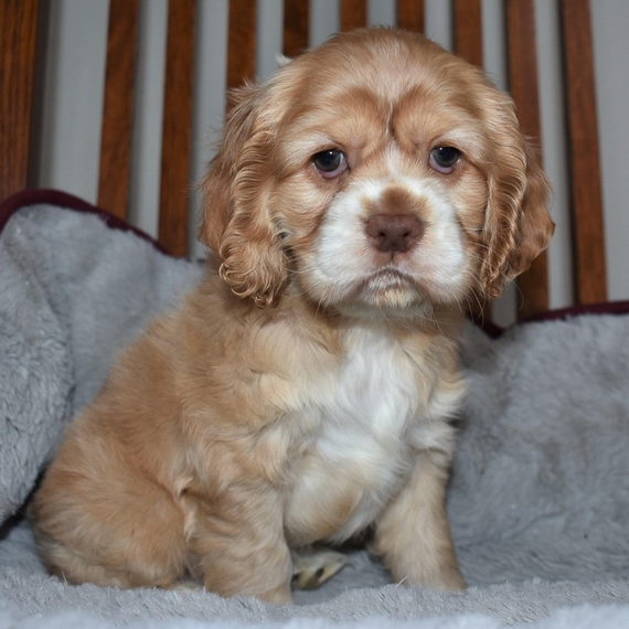 blonde spaniel puppy
