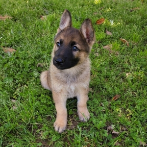 T Rex A Sable Male German Shepherd Dog Puppy 639128 Puppyspot