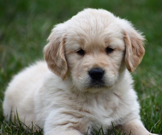 Edison A Light Golden Male Golden Retriever Puppy 639138 Puppyspot