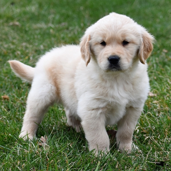 Edison A Light Golden Male Golden Retriever Puppy 639138 Puppyspot