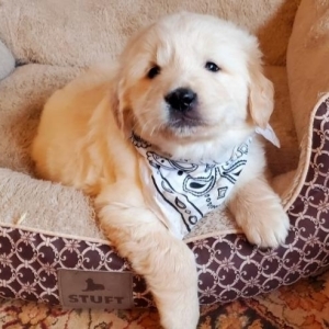 golden retriever puppies big island hawaii