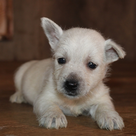 john's sweet west highland terrier puppies