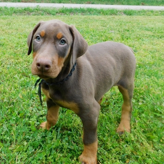 show me doberman pinschers