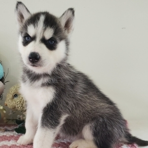 Kingston A Black White Male Siberian Husky Puppy 640928 Puppyspot