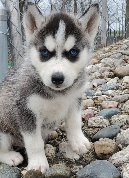 Kingston A Black White Male Siberian Husky Puppy 640928 Puppyspot