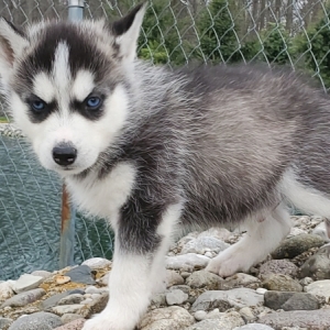 Kingston A Black White Male Siberian Husky Puppy 640928 Puppyspot
