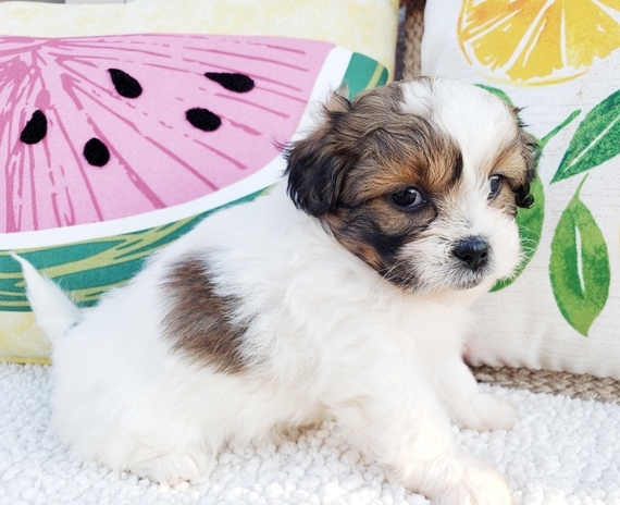 peekapoo puppies for sale