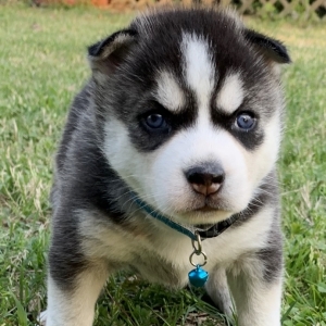 puppyspot husky
