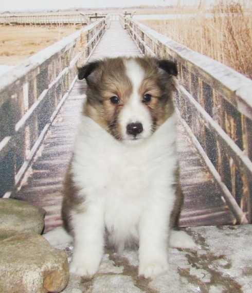 female shetland sheepdog puppies for sale
