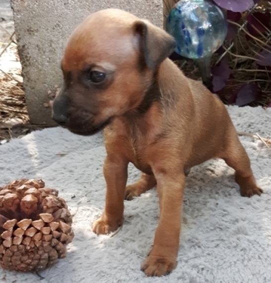 chocolate min pin puppies