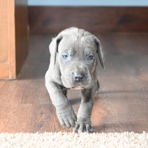 bull dane puppies