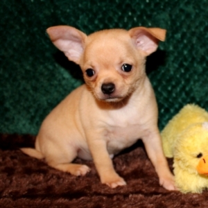 joy teacup chihuahua