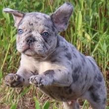 red tiger bulldog for sale