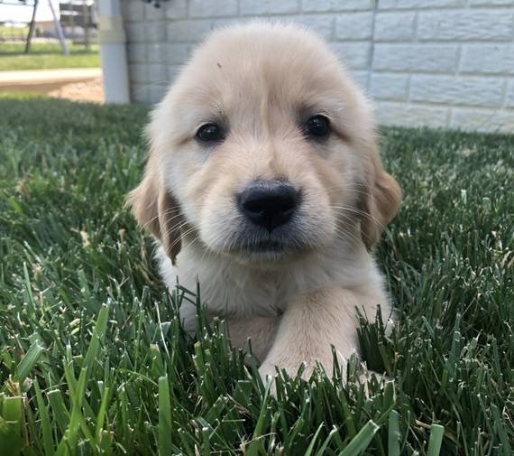 golden retriever puppy doll