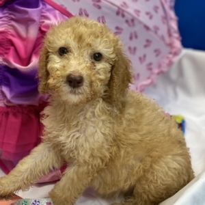 Poodle Puppy Nova