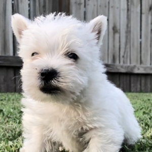 white terrier puppies for sale