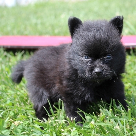 jeff the pomeranian
