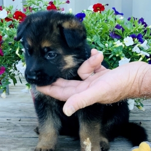Henry A Black Red Male German Shepherd Dog Puppy 648378 Puppyspot