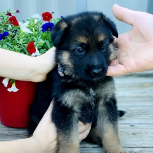 Henry A Black Red Male German Shepherd Dog Puppy 648378 Puppyspot