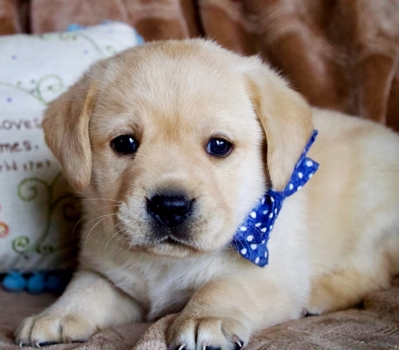 grand champion labrador retriever