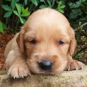 London A Golden Male Golden Retriever Puppy 649808 Puppyspot