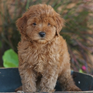 Goldendoodle Puppy Ricky