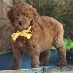 Goldendoodle Puppy Miss Blossom