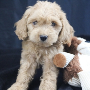 copper cockapoo