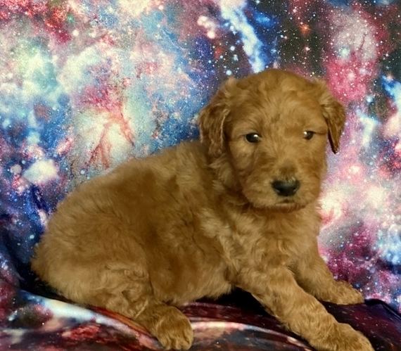 cutest goldendoodle ever