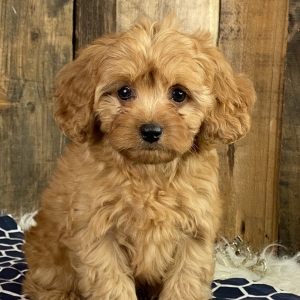 Julian Cavapoo Puppy 651118 Puppyspot