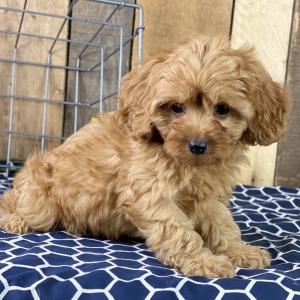 akc cavapoo