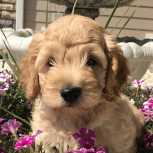 cheap groodles for sale