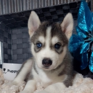 puppyspot husky