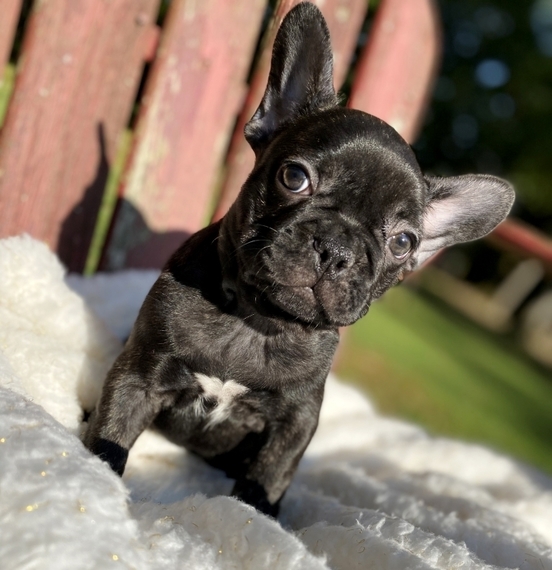 Sophie A Black Female French Bulldog Puppy 652678 Puppyspot