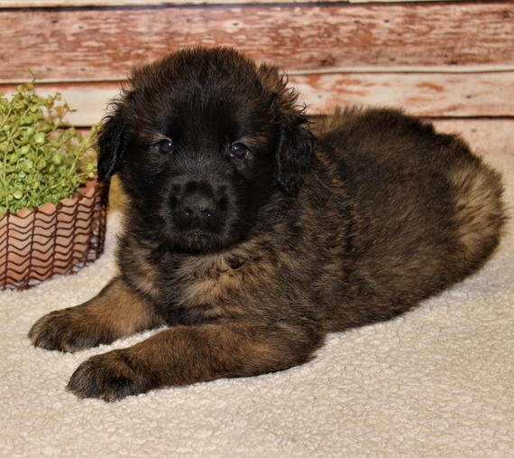 King Leonberger Puppy 652728 PuppySpot