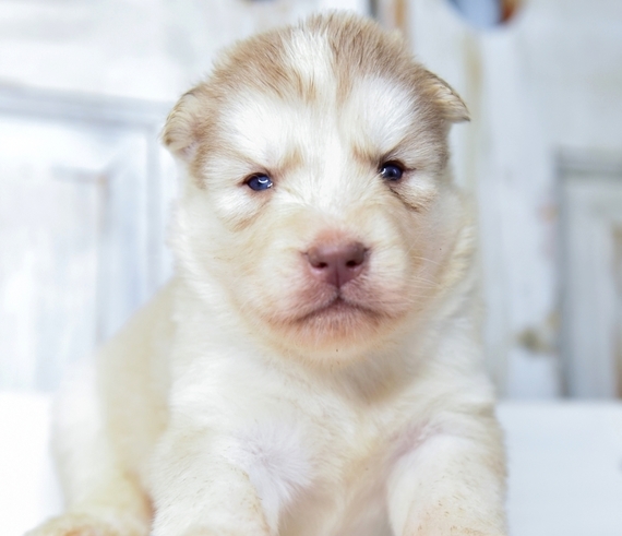 light red siberian husky