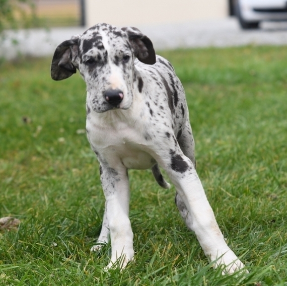 Ellie Great Dane Puppy 653218 PuppySpot